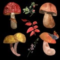 Forest mushrooms on a black background