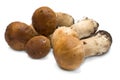 Forest mushrooms - Boletus edulis Royalty Free Stock Photo