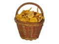 Forest mushrooms chanterelles in a basket on white back