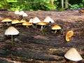 Forest mushrooms ensure decomposition of an old tree Royalty Free Stock Photo