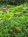 Forest mushrooms in the moss Royalty Free Stock Photo