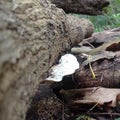 Forest mushrooms that grow on mahogany tree trunks