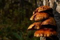 Forest mushrooms growing on a birch tree. Autumn time, harvesting wild crops Royalty Free Stock Photo