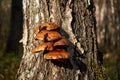 Forest mushrooms growing on a birch tree. Autumn time, harvesting wild crops Royalty Free Stock Photo