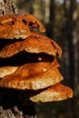 Forest mushrooms growing on a birch tree. Autumn time, harvesting wild crops Royalty Free Stock Photo