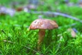 Forest mushrooms growing in a green moss Royalty Free Stock Photo