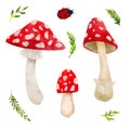 Forest Mushrooms, hand drawn vector watercolor illustration