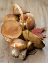 Forest Mushrooms