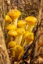 Forest Mushrooms honey agaric Growing At The Roots Of The Tree In The Autumn Forest Close up. Royalty Free Stock Photo