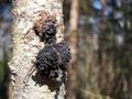 Forest mushrooms. Inonotus obliquus on a birch