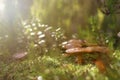 Forest mushrooms in moss Royalty Free Stock Photo