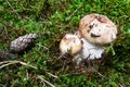 Forest mushrooms in the moss