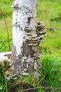 Forest mushrooms, the parasites on the tree trunk birch. Royalty Free Stock Photo