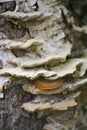 Forest mushrooms, the parasites on the tree trunk birch. Royalty Free Stock Photo