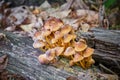 Forest mushrooms on a rotting tree log - close up. Mycena inclinata, commonly known as the clustered bonnet. Royalty Free Stock Photo