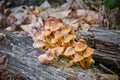 Forest mushrooms on a rotting tree log - close up. Mycena inclinata, commonly known as the clustered bonnet.