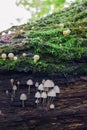 Forest mushrooms on a rotting tree trunk with moss. Royalty Free Stock Photo