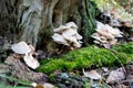 Forest mushrooms on a rotting tree trunk with moss. Royalty Free Stock Photo