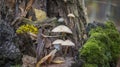 Mushrooms on the rotten stump of a fallen tree against green plants Royalty Free Stock Photo