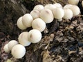 Forest mushrooms on the slopes of the Buochserhorn mountain and by the lake Lucerne or Vierwaldstaetersee lake Vierwaldstattersee