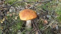 Forest mushrooms