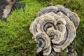 Forest mushrooms