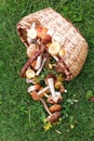 Forest mushrooms and wicker basket