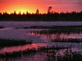 The forest and the Nadym river at sunset. The landscape of the N