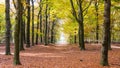 The forest of National park the Hoge Veluwe in the Netherlands