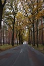 A forest national road through autumn trees