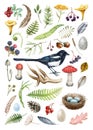 Forest natural elements set. Watercolor illustration. Hand drawn magpie bird, mushrooms, fern, nest, berries, cone