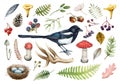 Forest natural elements watercolor set. Hand drawn illustration. Magpie bird, mushrooms, fern, nest, berries, cone