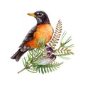 Forest natural floral decor with robin bird. Watercolor illustration. Hand drawn wildlife bird with floral natural Royalty Free Stock Photo