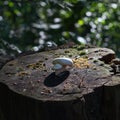 Forest natural landscape, mushrooms growing on a wonderful, fairy-tale, magic stump in a quiet, green forest a Royalty Free Stock Photo