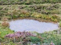 Natural rain puddle in the forest