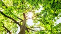 Sun shining through treetops . Royalty Free Stock Photo