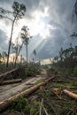 Forest nature disaster fallen trees and destruction Royalty Free Stock Photo