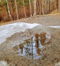 The reflection of the forest on the surface of the water in the recess of the stone.