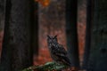 Forest nature. Owl - wildlife in autumn. Eurasian Eagle Owl, Bubo Bubo, sitting on the tree stump block, wildlife photo in the
