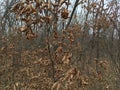 Forest, nature. Autumn season. Pale leaves.