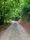 Forest nature pathway. Deep forest in road Royalty Free Stock Photo