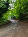 Forest nature pathway. Deep forest in road Royalty Free Stock Photo