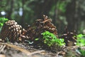 forest, nature, tree, cone, pine, mushroom, brown, green, plant, wood, autumn, fungus, mushrooms, grass, pine cone, pinecone, seas