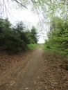 Forest near the castle of Jochenstein in the east of Bavaria