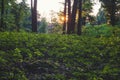 Forest near Csesznek, Hungary in the Bakony with green trees and grass