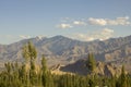 Forest near desert mountains with snowy peaks