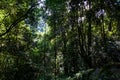 The forest near the Madonna and child waterfall, Hogsback.