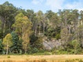 Forest Near Mole Creek