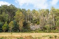 Forest Near Mole Creek