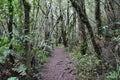 Forest near Petrohue, in Chile